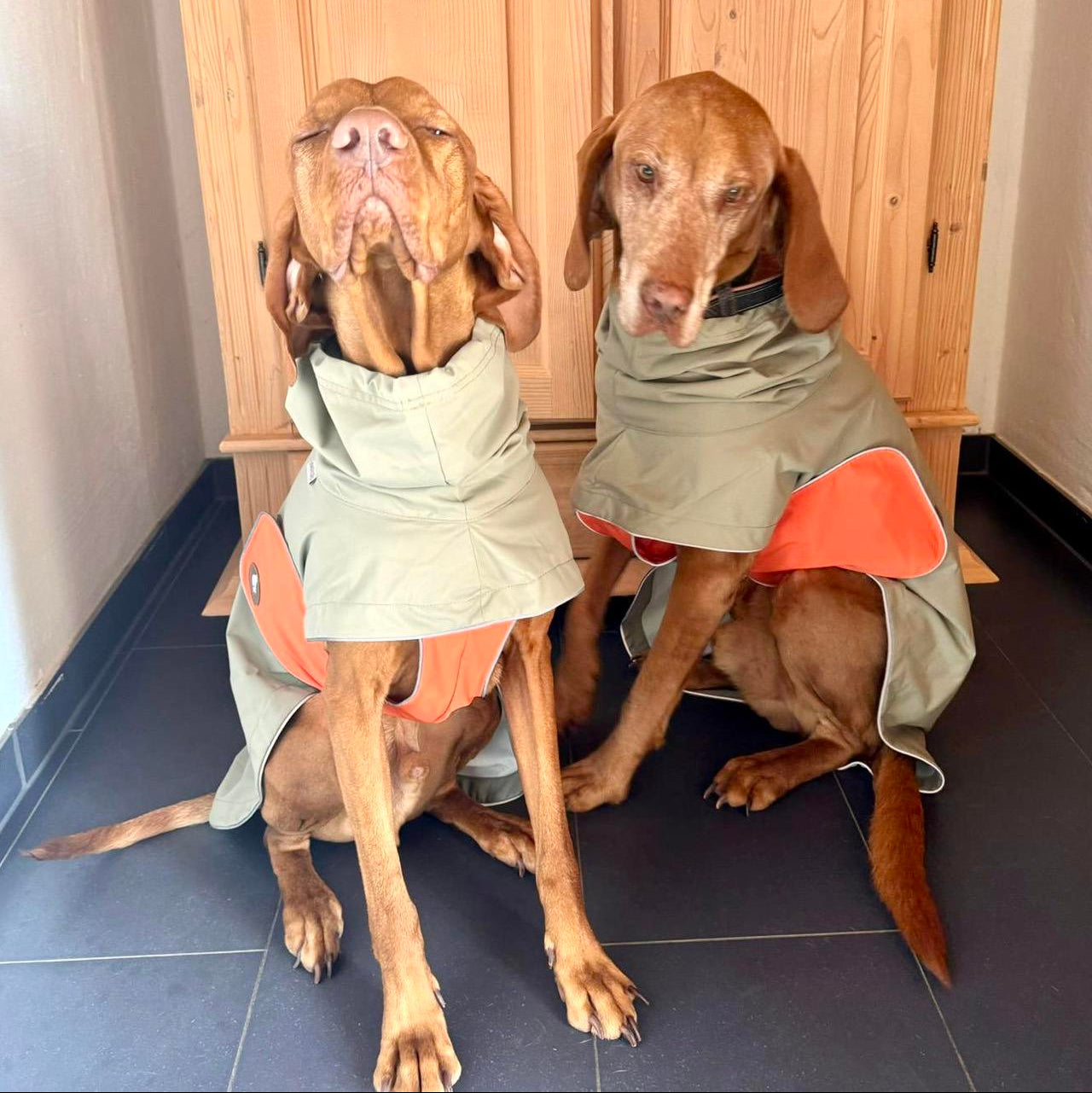 Regenmantel Vizsla