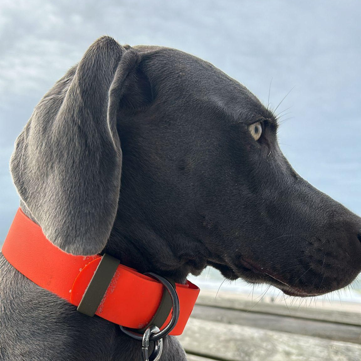 Weimaraner Halsband