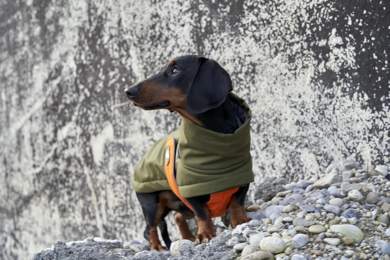 Manteau d'hiver pour chien Oskar en olive