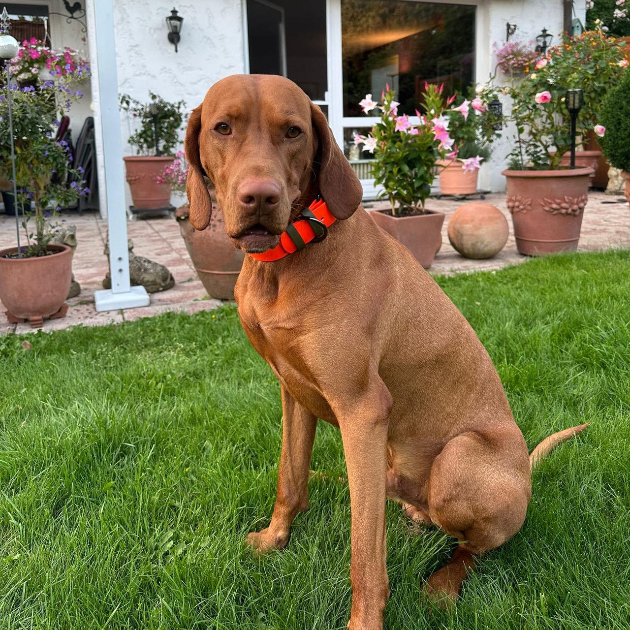 Halsband Vizsla