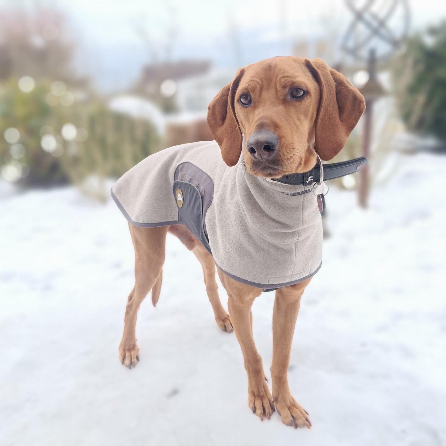 Vizsla Pullover